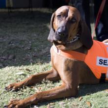 Rescue work dog laying on the ground